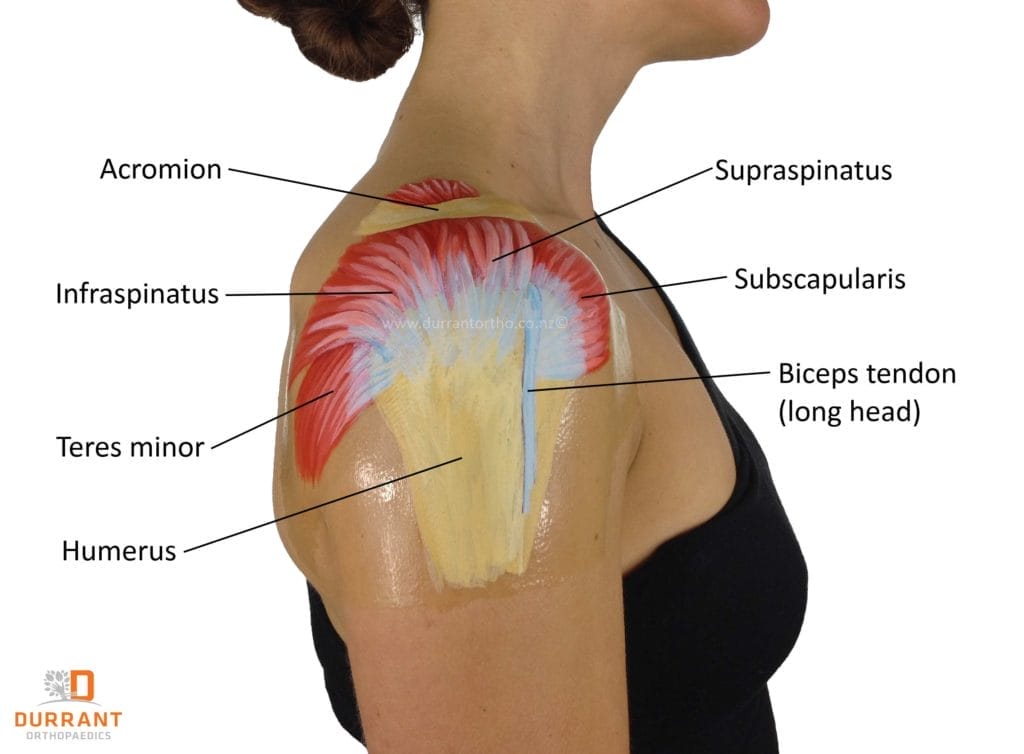 Rotator cuff pain Aventura